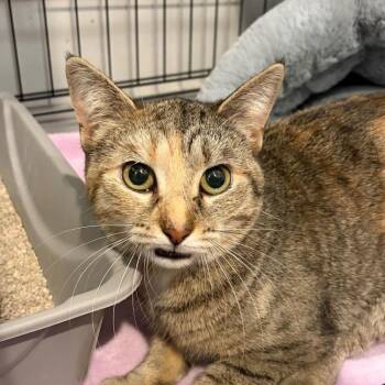 Domestic Short Hair Cats Available for Adoption - Kiki | PetCurious