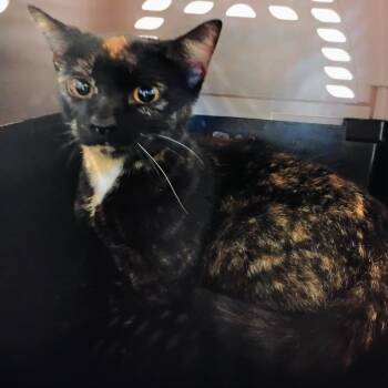 Kaleidoscope -  Domestic Short Hair Cat for Adoption in Allentown, Pennsylvania - Kaleidoscope | PetCurious