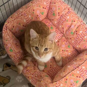 Puddleglum -  Domestic Short Hair Cat for Adoption - Puddleglum | PetCurious