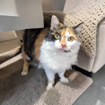 Domestic Medium Hair Cats Available for Adoption in Chuckey, Tennessee - Autumn  | PetCurious