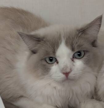 Jade -  Ragdoll Cat for Adoption in Philadelphia, Pennsylvania - Jade | PetCurious