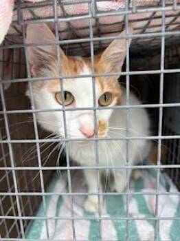 King Triton -  Domestic Medium Hair and Domestic Short Hair Cat for Adoption in Honolulu, Hawaii - King Triton | PetCurious
