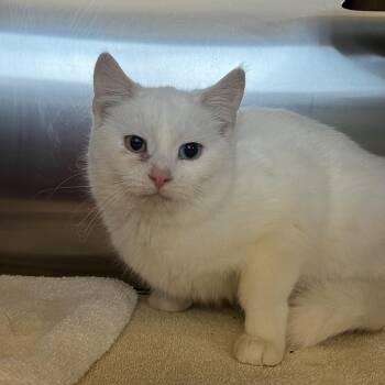 Domestic Medium Hair Cats Available for Adoption - Aurora | PetCurious