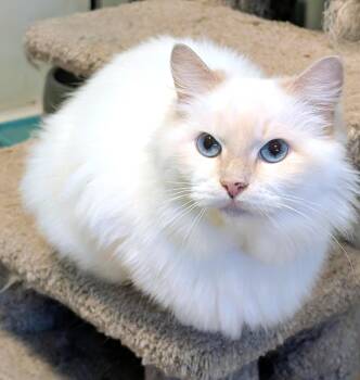 Rescue Siamese Cats for Adoption in Newport, Washington - Stella: I