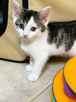 Ollie -  Domestic Short Hair Cat for Adoption in Mooresville, North Carolina - Ollie | PetCurious