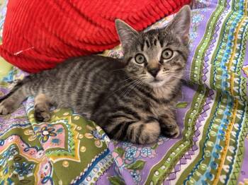 Poupette -  Domestic Short Hair and Tabby Cat for Adoption in Plymouth, Michigan - Poupette | PetCurious