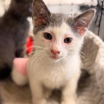 Huey -  Domestic Short Hair Cat for Adoption in Cumming, Georgia - Huey | PetCurious