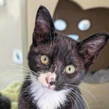 Rufous-banded Owl -  Domestic Medium Hair Cat for Adoption in Seattle, Washington - Rufous-banded Owl | PetCurious