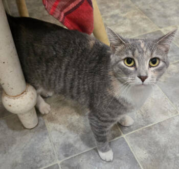 Rescue Domestic Short Hair Cats for Adoption in Herndon, Virginia - Hope (gray) | PetCurious