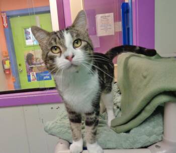 BEARCLAW -  Tabby Cat for Adoption in Delhi, New York - BEARCLAW | PetCurious
