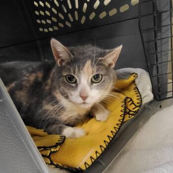 Addy -  Domestic Short Hair and Mixed Breed Cat for Adoption in Fairport, New York - Addy | PetCurious