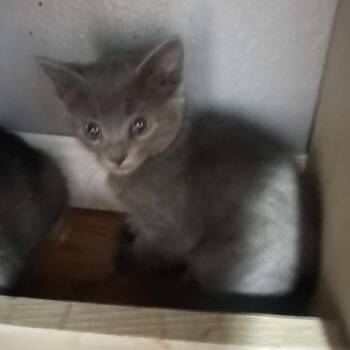 Tess -  Russian Blue Cat for Adoption in Mount Vernon, Arkansas - Tess | PetCurious