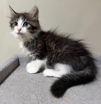 Zelda -  Domestic Long Hair Cat for Adoption in East Hanover, New Jersey - Zelda | PetCurious