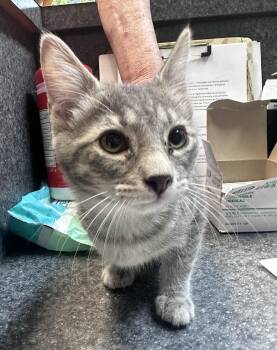 Daisy -  Domestic Short Hair Cat for Adoption in Dyersburg, Tennessee - Daisy | PetCurious