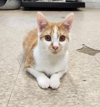 Dani -  Domestic Short Hair Cat for Adoption in Washingtonville, New York - Dani | PetCurious