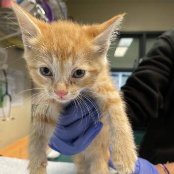 Domestic Short Hair Cats Available for Adoption in Pasadena, California - Boq | PetCurious