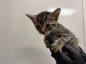 IN FOSTER - GREY COLLAR -  Domestic Short Hair Cat for Adoption in Ontario, California - IN FOSTER - GREY COLLAR | PetCurious