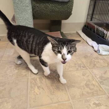 Penny -  Domestic Short Hair Cat for Adoption in Dillsburg, Pennsylvania - Penny | PetCurious