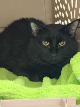 Domestic Medium Hair Cats Available for Adoption in Saint Paul, Minnesota - Bobo | PetCurious