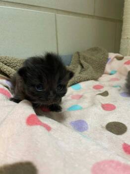 Tiramisu -  Domestic Long Hair Cat for Adoption in Hamilton, Ohio - Tiramisu | PetCurious
