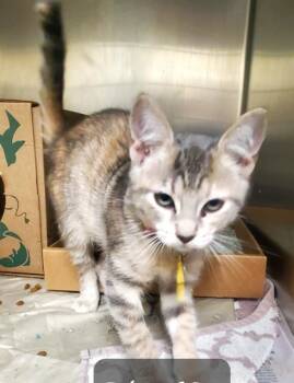 OCTOPUS -  Domestic Short Hair Cat for Adoption in St. Louis, Missouri - OCTOPUS | PetCurious