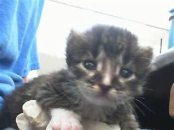 Rescue Domestic Short Hair Cats for Adoption in Dallas, Texas - BUBBLES | PetCurious