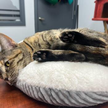 Domestic Short Hair Cats Available for Adoption in Abbotsford, British Columbia - Boo | PetCurious