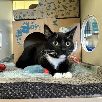 Hutch -  Domestic Short Hair Cat for Adoption in West Olive, Michigan - Hutch | PetCurious
