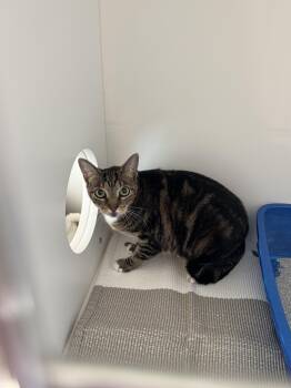 Rescue Domestic Short Hair Cats for Adoption in Hull, Massachusetts - Carly | PetCurious