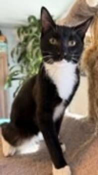 Rescue Domestic Short Hair Cats for Adoption in Cumberland, Maine - Clark | PetCurious