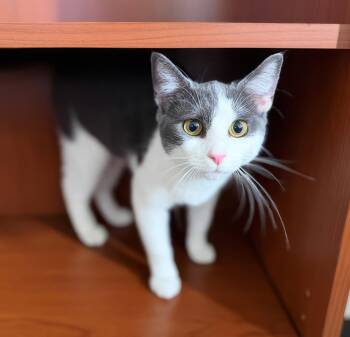 Glitch -  Domestic Short Hair Cat for Adoption in Nashville, Tennessee - Glitch | PetCurious