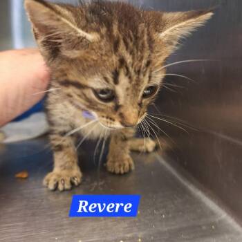 Revere -  Domestic Short Hair Cat for Adoption in Madill, Oklahoma - Revere | PetCurious