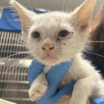 Osaka -  Domestic Long Hair Cat for Adoption in Ojai, California - Osaka | PetCurious