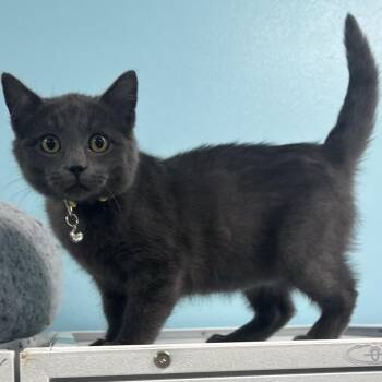 Smokey -  Domestic Short Hair Cat for Adoption in Morris, Minnesota - Smokey | PetCurious