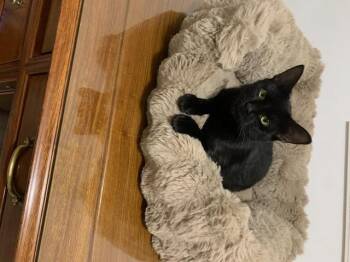 Rescue Domestic Short Hair Cats for Adoption in Saint-jacques, Quebec - Timinette | PetCurious