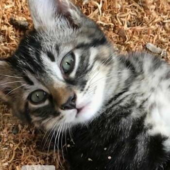 Ricia -  Domestic Medium Hair Cat for Adoption in Wadena, Minnesota - Ricia | PetCurious