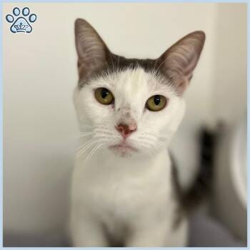 Rescue Domestic Short Hair Cats for Adoption in Sugar Land, Texas - DELIA | PetCurious