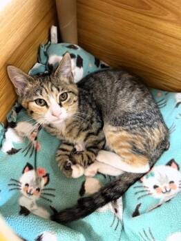 Glitter -  Domestic Short Hair Cat for Adoption in Medina, Ohio - Glitter | PetCurious