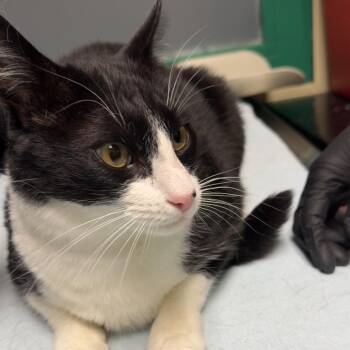 Chase -  Domestic Short Hair Cat for Adoption in Lakewood, Colorado - Chase | PetCurious