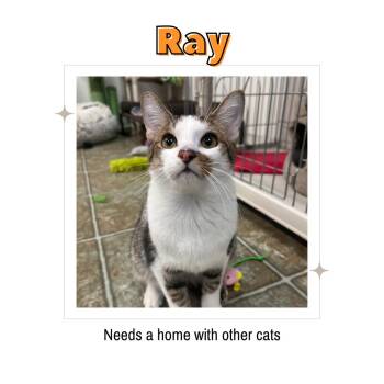Domestic Short Hair Cats Available for Adoption in Frankenmuth, Michigan - Ray | PetCurious