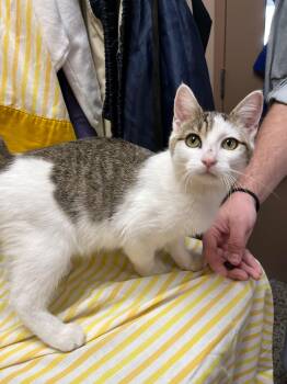 Rescue Domestic Short Hair Cats for Adoption in Richmond, Kentucky - Dumpling | PetCurious