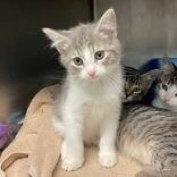 Domestic Short Hair Cats Available for Adoption in Flagstaff, Arizona - Dusky (Dusk Butler) | PetCurious