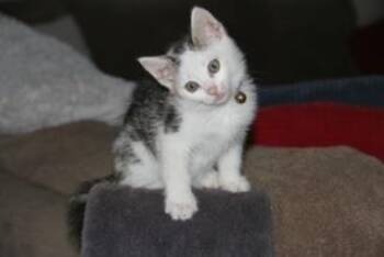 MURPHY -  Domestic Short Hair Cat for Adoption in Tustin, California - MURPHY | PetCurious