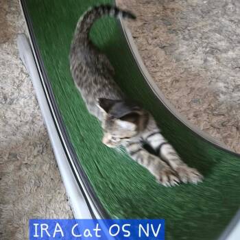 Ira Cat OS NV -  Domestic Short Hair Cat for Adoption in Las Vegas, Nevada - Ira Cat OS NV | PetCurious