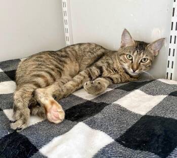 Rescue Domestic Short Hair Cats for Adoption in Lafayette Township, New Jersey - Calypso | PetCurious