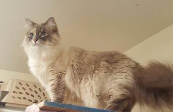 Luna -  Domestic Long Hair Cat for Adoption in Kodiak, Alaska - Luna | PetCurious