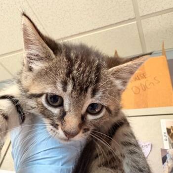 Chanterelle -  Domestic Short Hair Cat for Adoption - Chanterelle | PetCurious