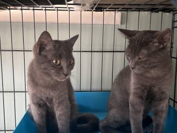 Jazzy -  Domestic Short Hair Cat for Adoption in Berkeley Heights, New Jersey - Jazzy | PetCurious