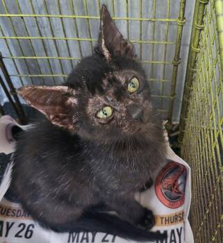 GREENBEAN -  Domestic Short Hair Cat for Adoption in San Antonio, Texas - GREENBEAN | PetCurious