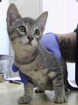 Gray -  Domestic Short Hair Cat for Adoption in Dayton, Minnesota - Gray | PetCurious